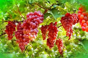 ¿La Uva es Buena Para la Gastritis?2